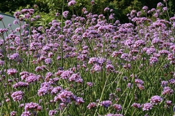 verbena bonariensis